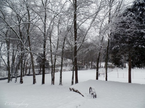 Front yard snow January 2016