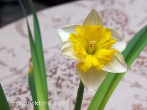 Forced Bulb Daffodil