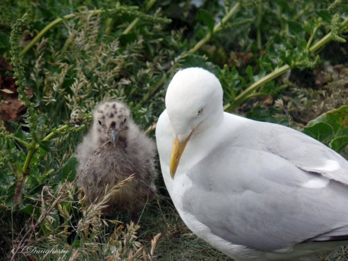 Mom and baby bird