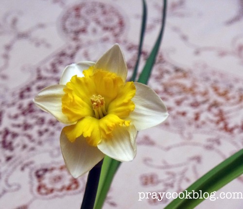 My Daffodil