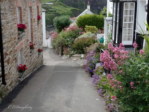 Port Isaac beautiful flowers