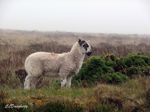 Exmoor National Moor, England