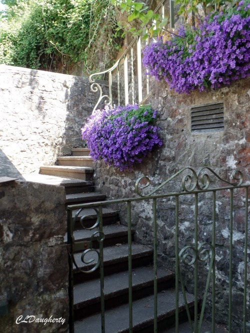 Violet Garden Wall Solitude