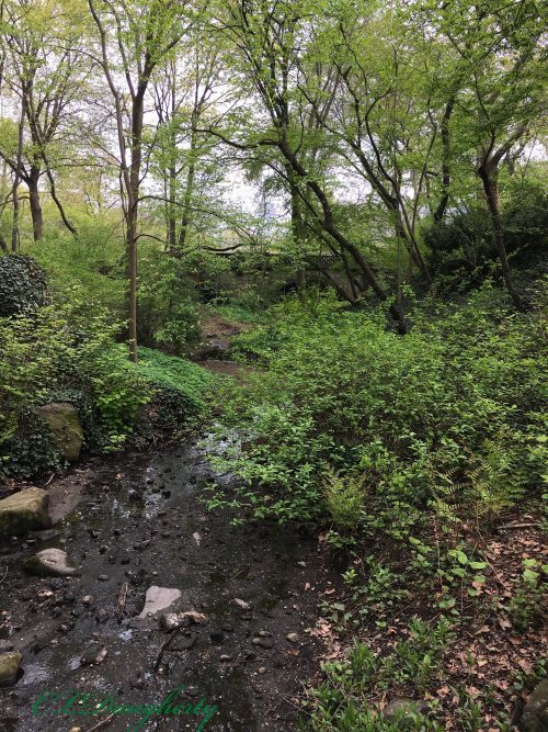 Central Park in May