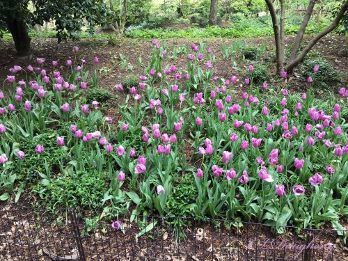 Spring Tulips In Central Park 